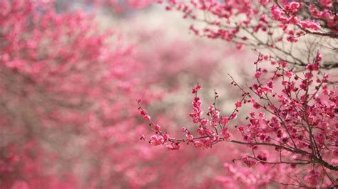 Spring Cherry Blossoms High Definition Wallpapers Hd Wallpapers