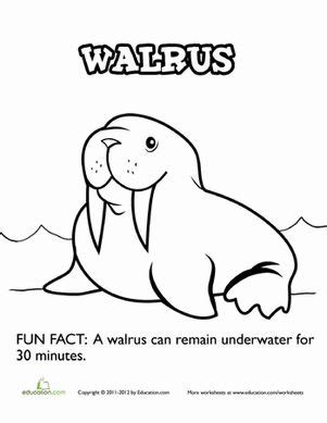 These adorable walruses are products of your child's wide imagination and bettered pencil control after spending hours completing this themed coloring. 1000+ images about Walrus on Pinterest | Crafts, Animal ...