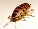 Pictures of Australian Cockroach