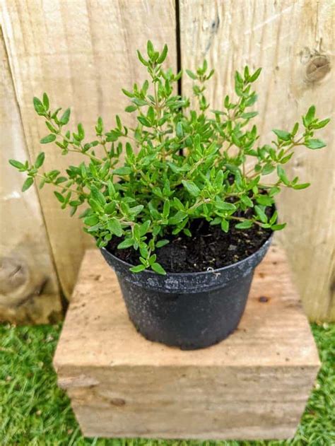 Potted Herb Thyme X 3 West Lothian Plants