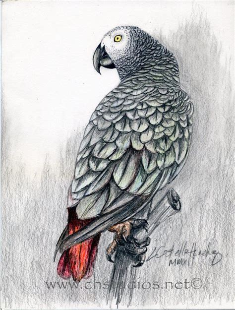 Facebook Parrots Art Parrot Painting African Grey Parrot
