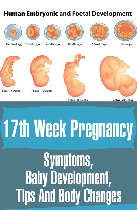 Weeks Pregnant Symptoms Baby Development And Size Pregnancy Week By Week Weeks
