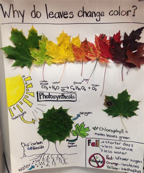 How Do Leaves Change Color