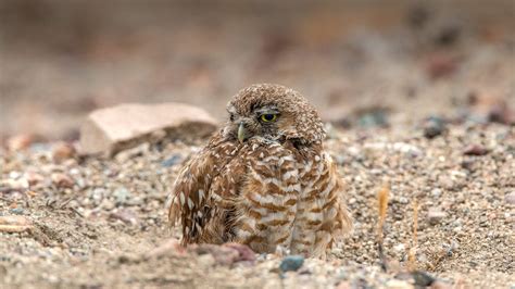 Burrowing Owl San Diego Zoo Animals And Plants