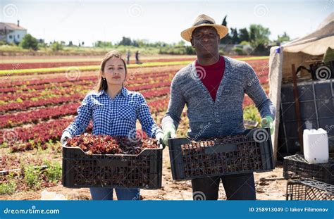 Two Successful Farmers Showing Rich Harvest of Green Lettuce Stock
