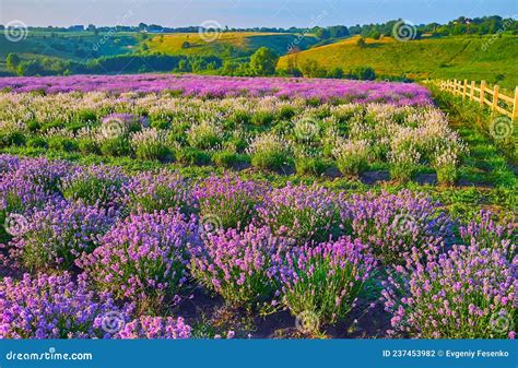 Colorful Lavender Field Stock Photo Image Of Farmland 237453982