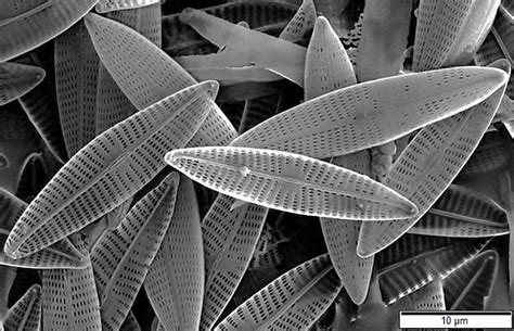 Diatom Definition Reproduction And Location Biology Dictionary