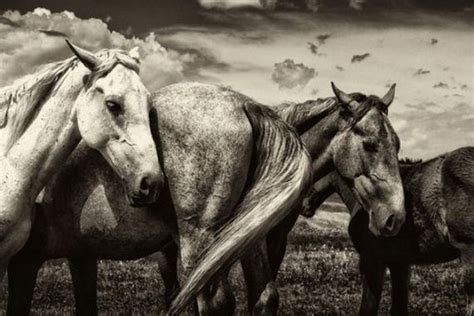 Black And White Animal Photography Barnorama