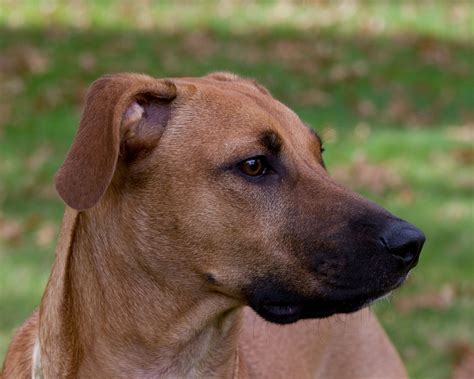Black Mouth Cur Info Temperament Training Puppies Facts Pictures