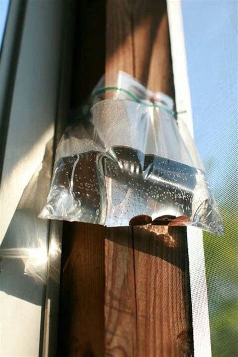 Watch where they go, and concentrate your eradication efforts there. Pin on Household tips/tricks/cleaning