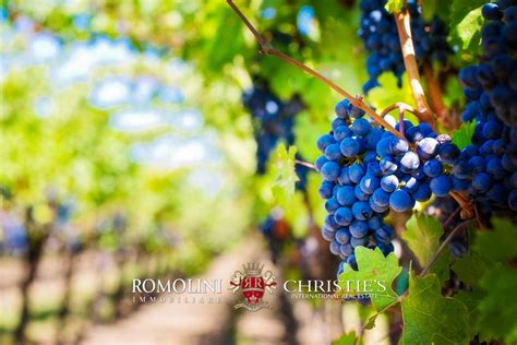 Wine Estate Vineyards For Sale Barolo Langhe Piedmont Romolini