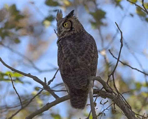 Great Horned Owl | Birds Wiki | Fandom