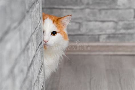 Domestic Cat Peeks Out From Around The Corner Of The Room Stock