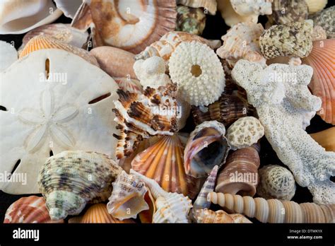 Detail Of Seashells From Around The World Stock Photo Alamy