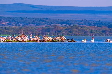 The Hustle And Bustle Of Lake Naivasha Picture And Hd Photos Free