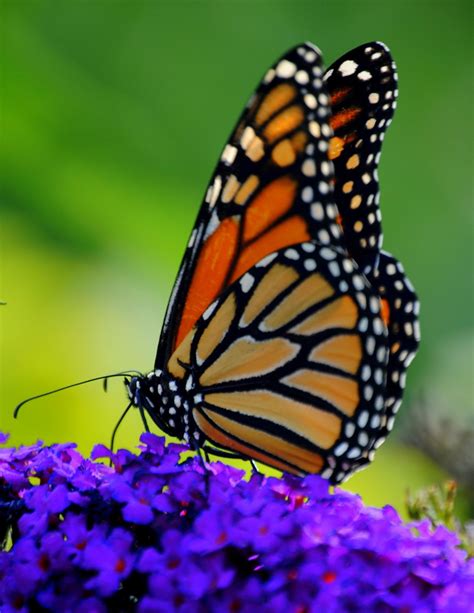 Monarch Butterfly On Butterfly Bush Photo Papillon Papillon