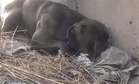 This Epic Rescue Of Homeless Dog Living Inches Away From Freeway
