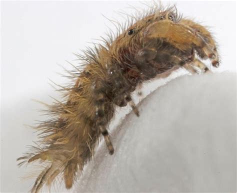 Spider Named After The Very Hungry Caterpillar Author Eric Carle Bbc News