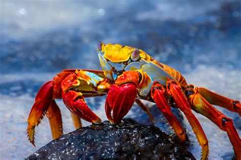 Galapagos Exclusive With Mark Carwardine Galapagos Islands Wildlife