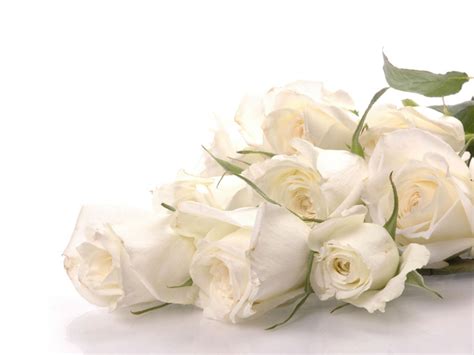 Pure White Roses Roses Photo 34611006 Fanpop