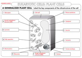 Maybe you would like to learn more about one of these? A Level Biology: Cell Ultrastructure Worksheet Pack ...