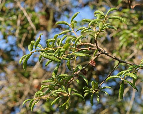 Sand Live Oak Quercus Geminata With Gall Wasp Cynipidae Flickr