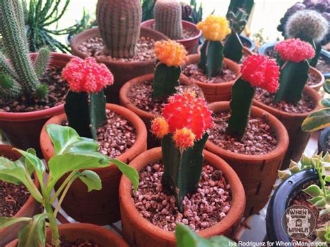 From how often you should water your cacti to fertilizer, here's everything you need to know. 10 Tips for Beginners: How To Take Care Of Cacti and ...