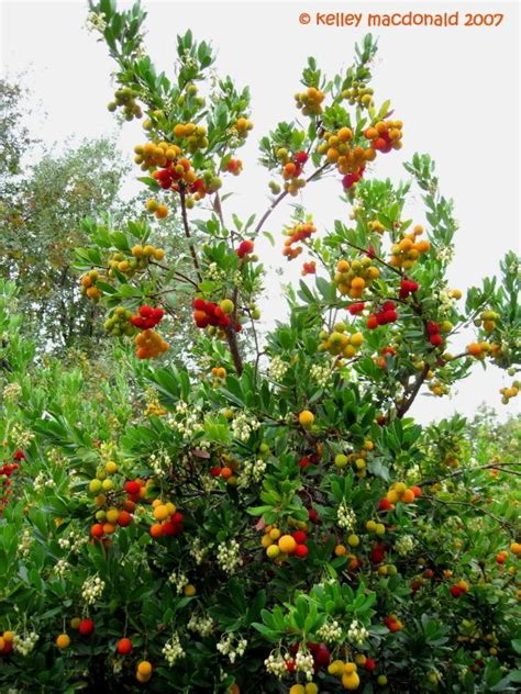 70 free images of strawberry tree. 12 best images about Client Project: Evergreen Trees ...