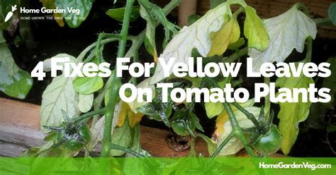 Yellow Leaves On Tomato Plants Could Mean Many Different Things Learn