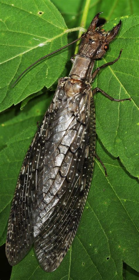 All Of Nature Dobsonfly Pupae Becomes Adult