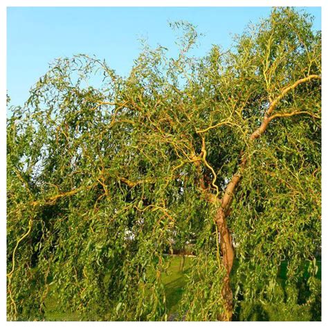 Salix Babylonica Var Pekinensis ‘tortuosa