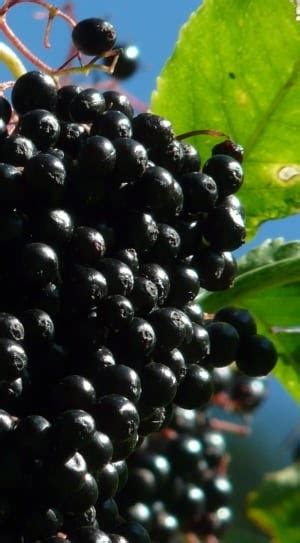 Finally Courage To Test Elderberry Against Covid Finger Lakes