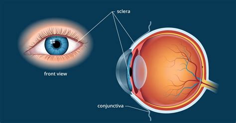 Sclera White Of The Eye Definition And Detailed Illustration