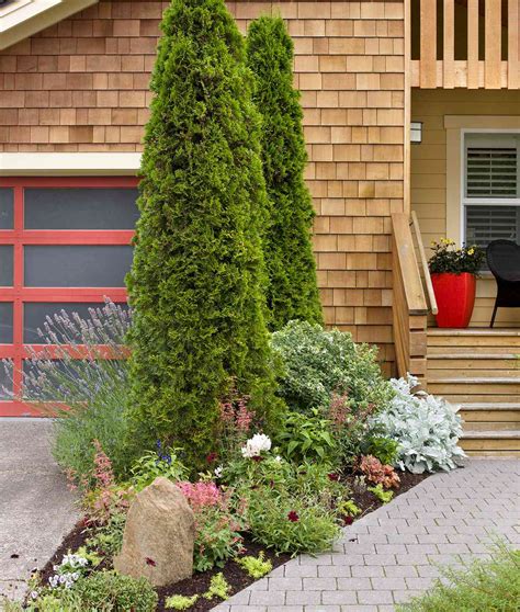 Fast Growing Evergreen Trees That Will Quickly Transform Your Landscape