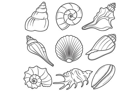 Seashells Sea Shells Clip Art Sea Life