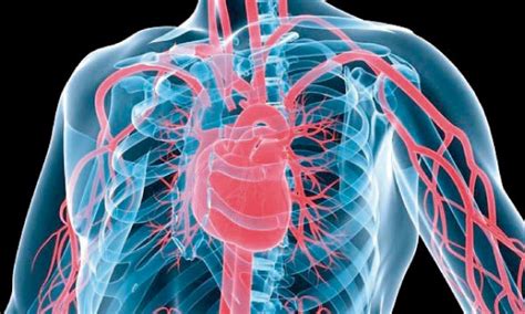 Mieux Connaître Les Maladies Cardio Vasculaires Actualités Santé