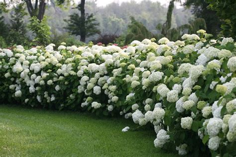 Top White Hydrangeas Garden Design