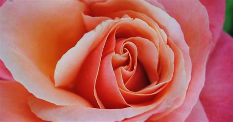 Peach Rose Imgur