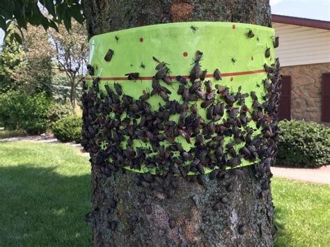 Getting rid of spotted lanternflies (slf) requires both you and your local certified arborist. How to Treat for the Spotted Lanternfly - Green Giant Home ...