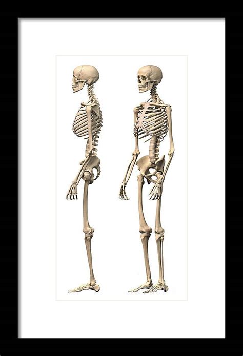 Anatomy Of Male Human Skeleton Side Framed Print By Leonello Calvetti