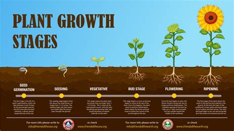 All About The Plant Growth Stages Plant Growth Growth Seed Germination