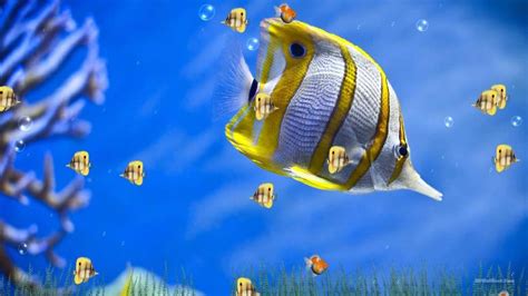 50 nature wallpapers (all 4k, no watermarks). 3D Fishes Windows 10 Wallpaper | HD Wallpapers , HD ...