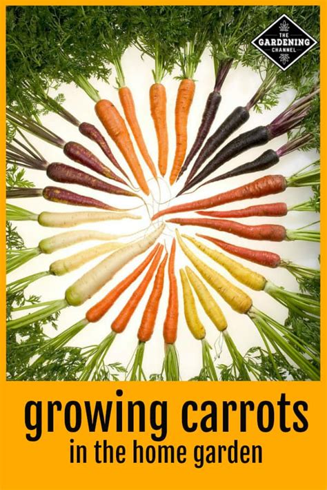 How To Grow Carrots In The Home Garden Gardening Channel