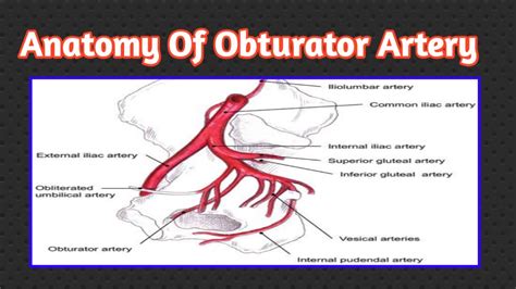 Anatomy Of Obturator Artery Youtube