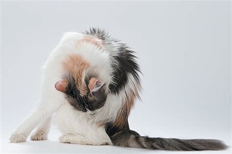 Cat Butts And How They Provide Crucial Info About Your Kitty S Health Catster