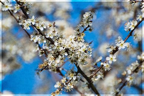 Blossom White Flowers Fruit Trees Free Stock Photo Public Domain