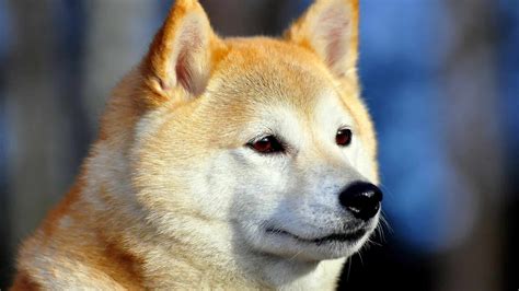 Ainu Dog Irkı Özellikleri Ve Bakımı Zoo Blog