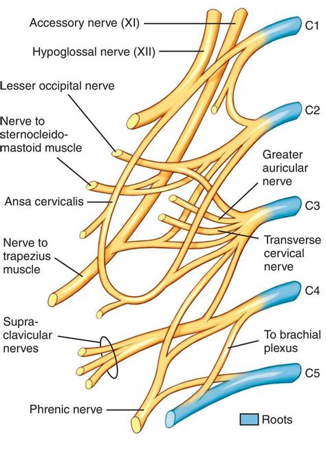 Plexus Products Cervical Nerve Anatomy