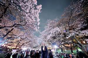 Cherry Trees In Full Bloom In Tokyo Elsewhere Across Japan The Japan