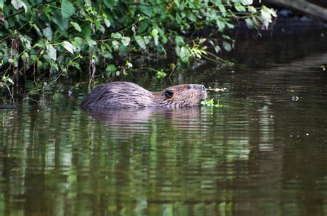 Beaver Swims In Nc Lake Photograph By Flees Photos Fine Art America